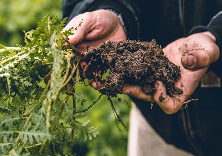 cover crop roots in soil
