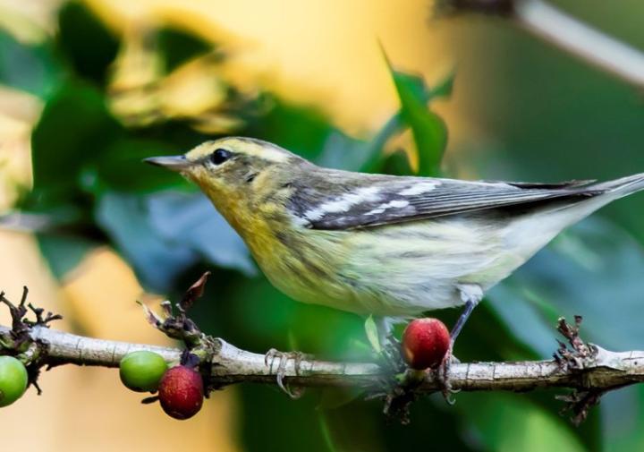 A small grey, white and yellow bird sitting on a branch
