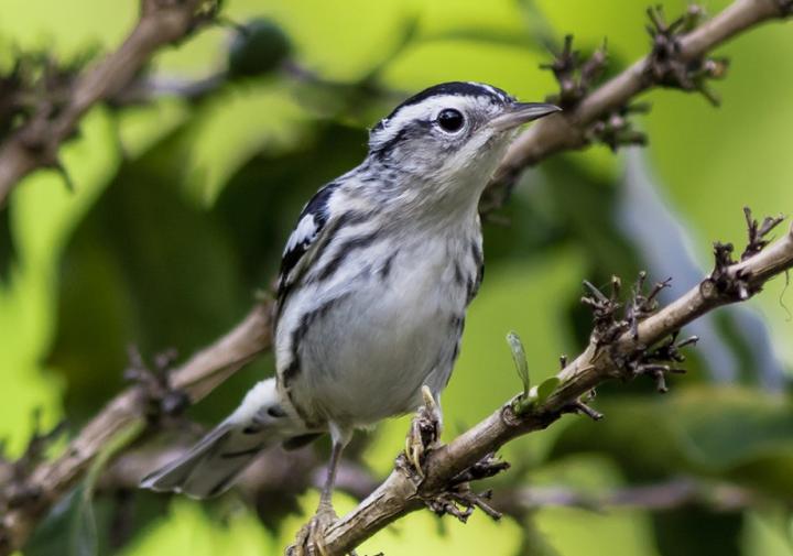 A small bird, with a white body and black stripes, sitting on a branch