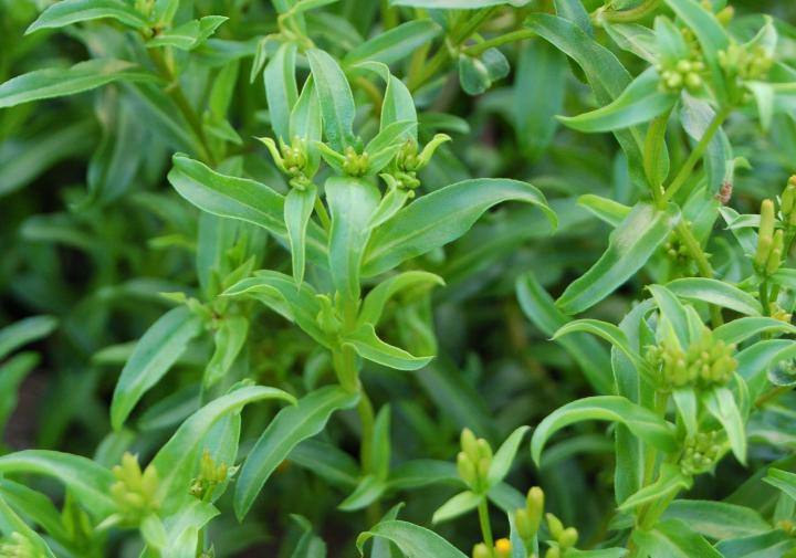 a close up of mexican tarragon tagetes lucida