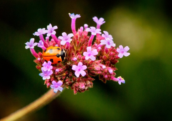 A lady bug on a flower
