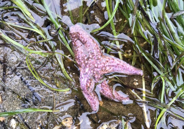 A pink sea star in green eel grass