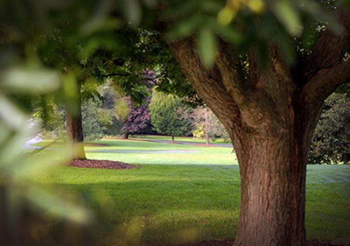 A tree in a public garden