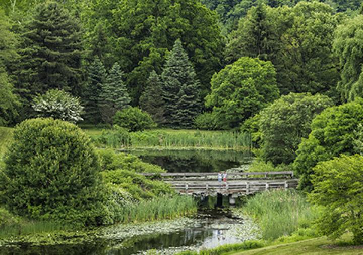 small river, bushes, and trees