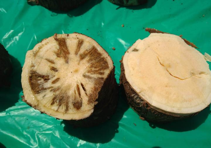 Cut open cassava showing signs of disease