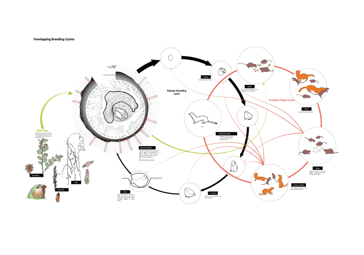 diagram of animals and cycle arrows
