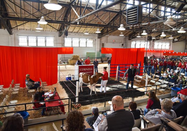 student leads a cow at auction