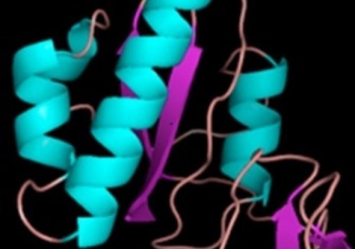 A structural model of a protein