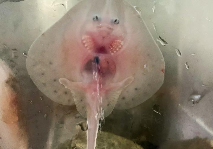 baby sting ray