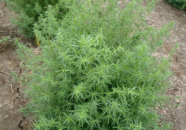 Kochia CALS Kochia CALS