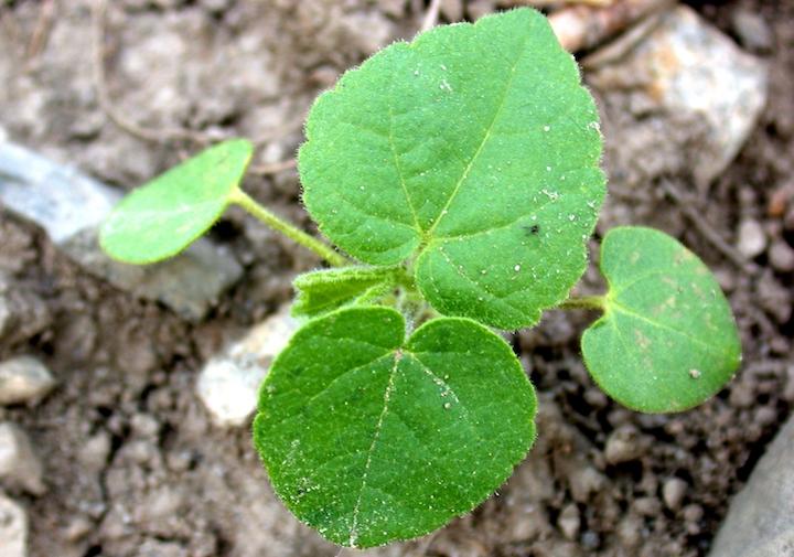 Velvetleaf | CALS Velvetleaf | CALS