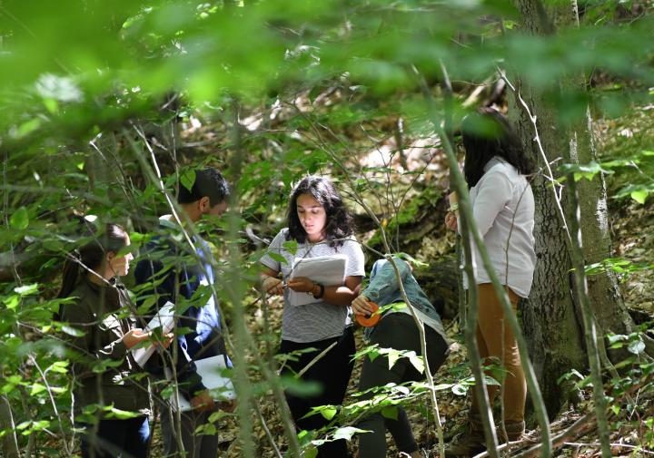 students working in woods
