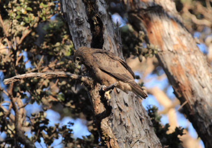 A Hawaiian hawk in a tree