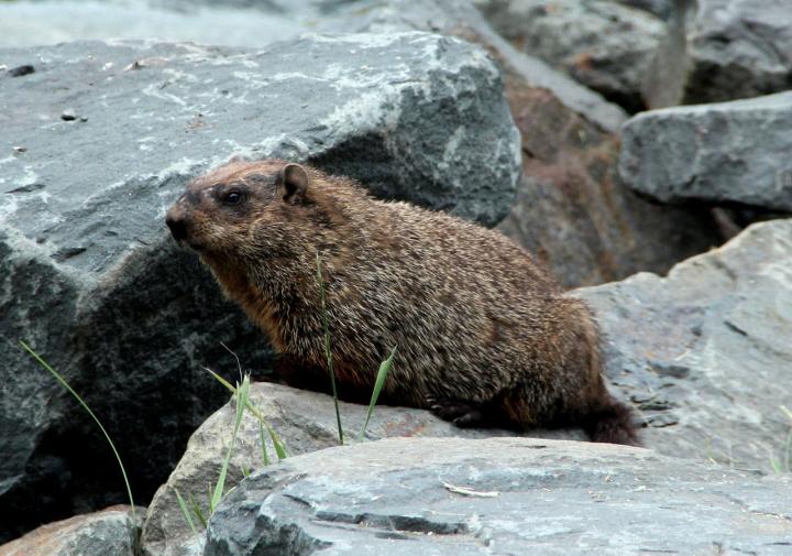 groundhog on a rock