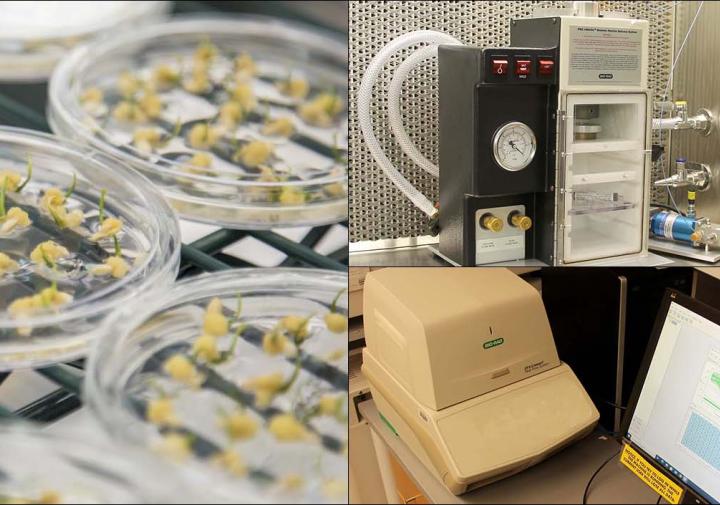 composite hero image with plants in petri dish, gene gun and pcr