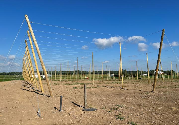 A hop field at Cornell AgriTech