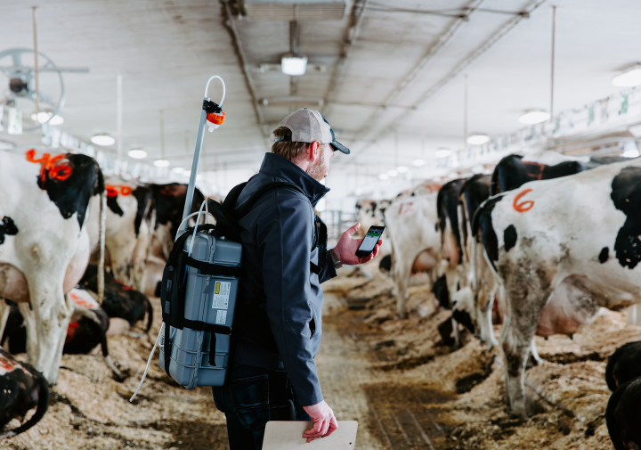a man with an electronic backpack stands looking at his phone in a dairy barn