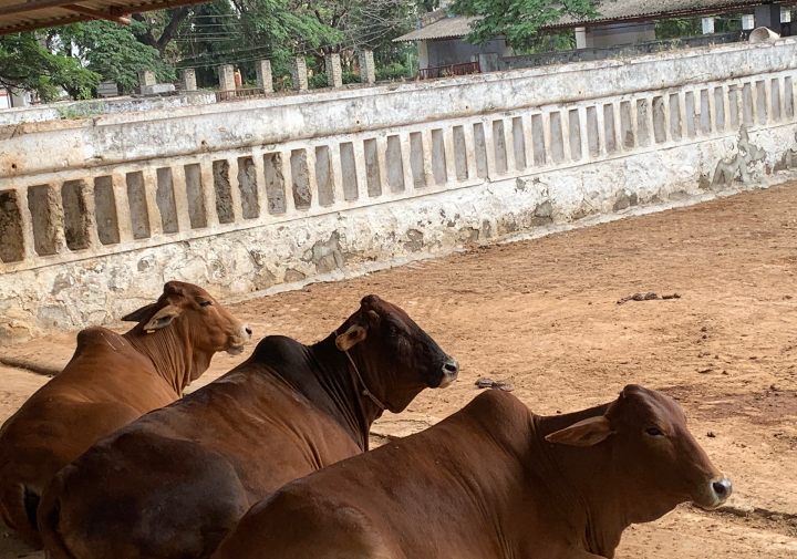 three brown cows sit in front of a wall