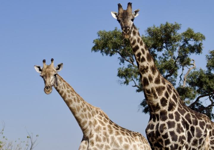 Two giraffes