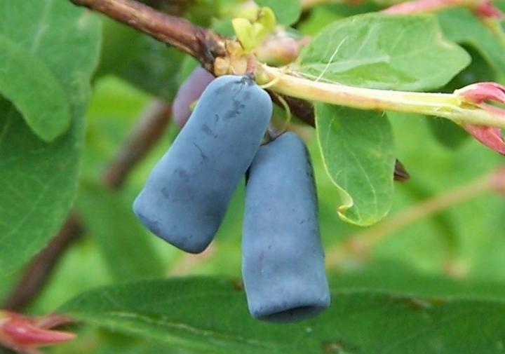 blue cylindrical berries