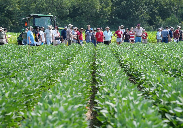 visitors view soybeans