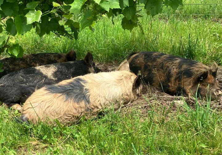 furry pigs in the grass under grape vines