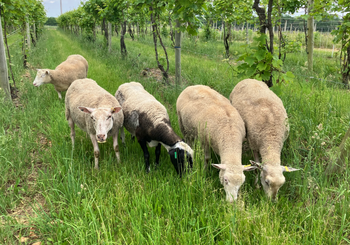 sheep graze between grape vines