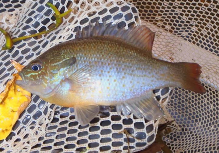 Photograph of a small fish with green/gold toward the top and a silver and red belly sitting in a net.