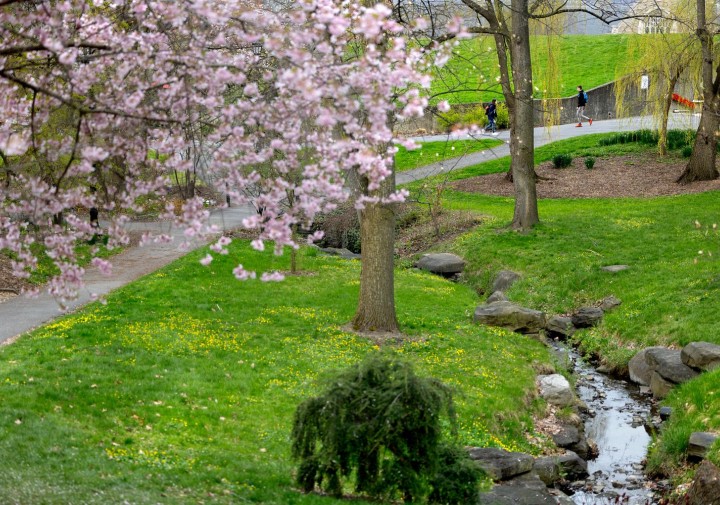 cherry blossoms in front of a stream