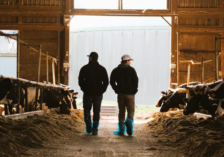 two people in baseball cap walking through a cow barn