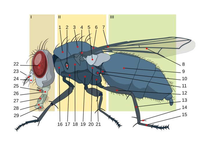 Detailed anatomical schematic of a housefly in profile. The body is divided into the head, thorax, and abdomen, with 29 specific parts highlighted and labeled with numbers for identification.