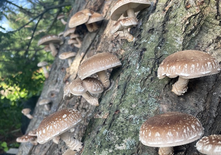 Shiitake harvest