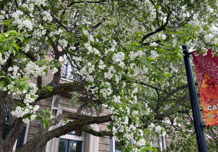 The entrance of Caldwell Hall behind a tree with white flowers.