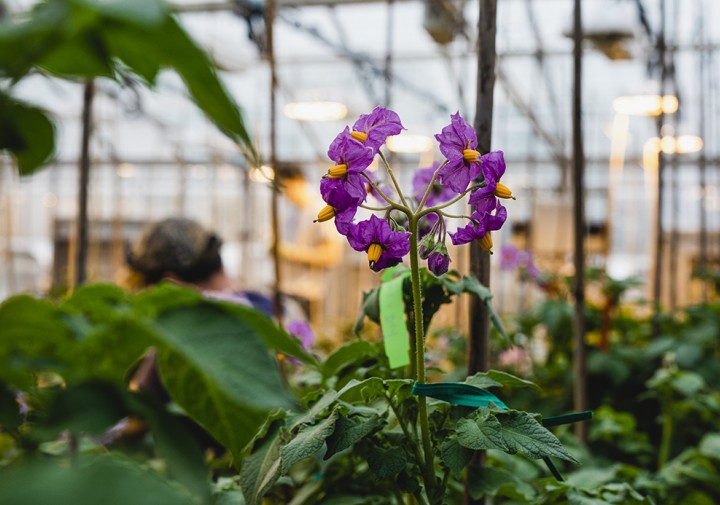 Potato plants in a greenhouse