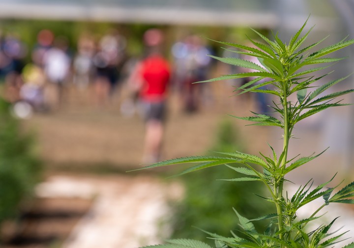 hemp in high tunnel
