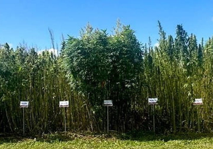 dual purpose grain and fiber variety