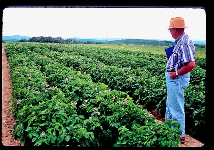 Man standing in a potato field