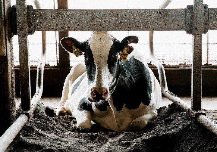 a cow lies in the barn