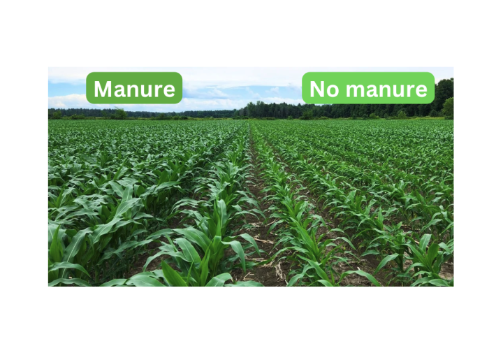 A field shows what growth looks like with (left) and without (right) manure.