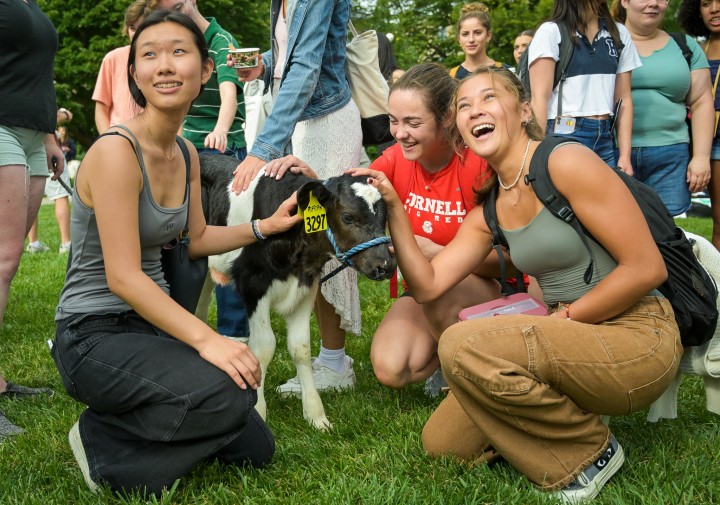 Three students petting a calf at CALS Fest.