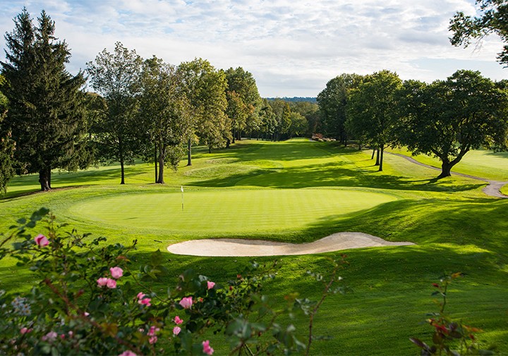 green scene with roses