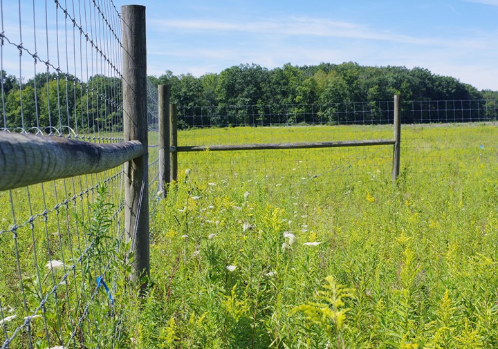 Deer exclosure fence line