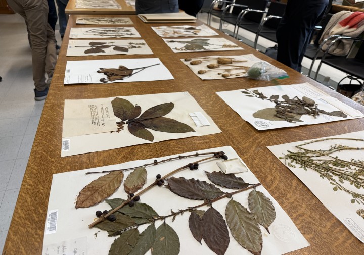 A table with examples of medicinally useful herbarium specimens.
