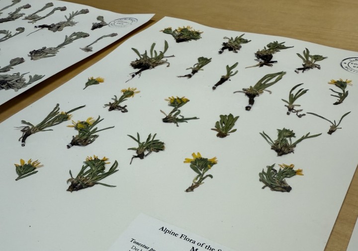 A pressed alpine plant collected by Hannah Marx. 