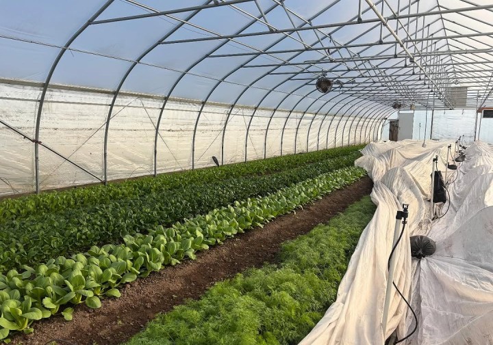 Rows of green produce in a high tunnel