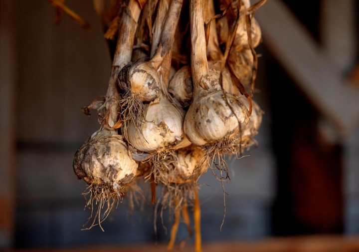 Garlic hanging to dry