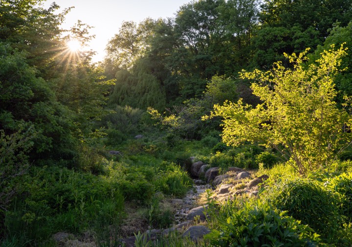 A small clear creek running through a sunny clearing amongst tall leafy trees, at late afternoon, viewed from about 5 feet above the ground.