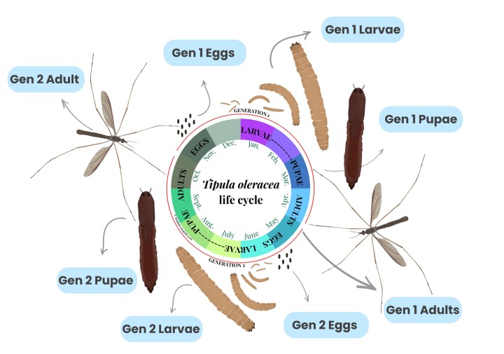 Infographic mapping the 2-generation annual life cycle of Tipula oleracea to a calendar wheel. Gen 1: Eggs are laid Oct-Nov. Larvae develop Nov-Mar. Pupation occurs Feb-Apr. Gen 1 Adults emerge Apr-May. Gen 2: Eggs are laid May-Jun. Larvae develop Jun-Sep. Pupation occurs Aug-Sep. Gen 2 Adults emerge Sep-Oct, laying eggs to restart the cycle. Illustrations depict each physical stage.