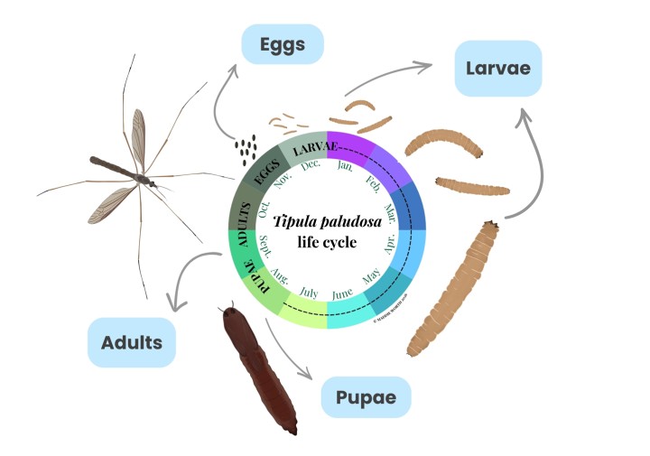 Infographic mapping the 1-generation annual life cycle of Tipula paludosa to a calendar wheel. Adults emerge Aug-Oct. Eggs are laid Sept-Nov. Larvae develop and overwinter for most of the year from Oct-Aug. Pupation occurs Jul-Sept. Illustrations depict the physical appearance of the adult, egg, larva, and pupa stages.