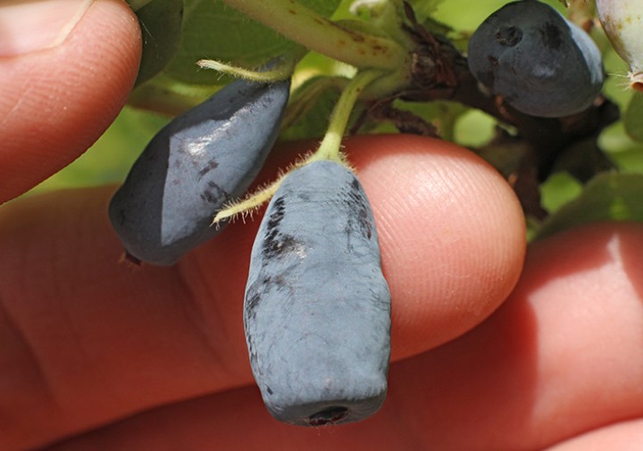 Honeyberries
